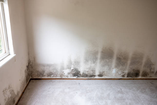 Best Mold Odor Removal Services  in Booker, TX